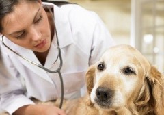 veterinaria-y-cuidado-de-animales