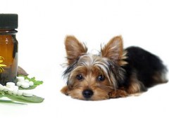 homeopatía-veterinaria-aplicada